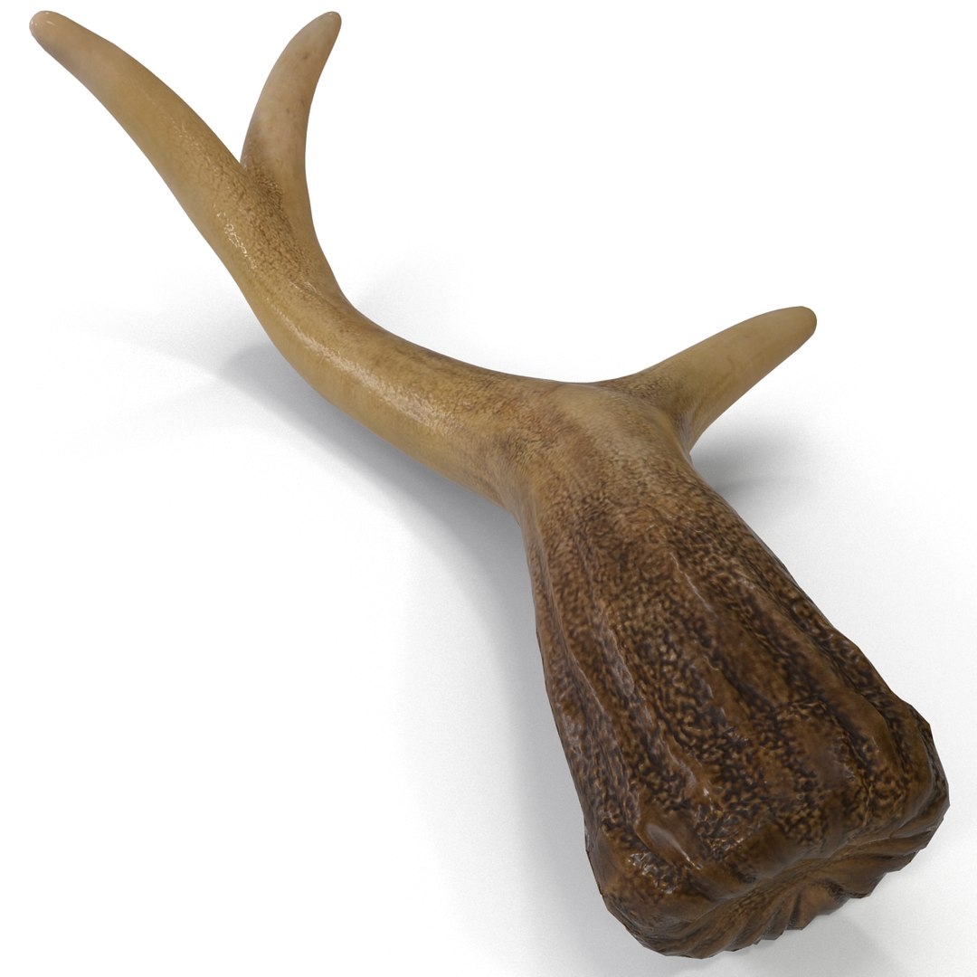 deer antler 3d x https://p.turbosquid.com/ts-thumb/2s/OJoMyp/3IqiPEAl/deerantler_10/jpg/1387297684/1920x1080/fit_q87/bb0276130b8d3c557aa335fd4534114cb74d2692/deerantler_10.jpg