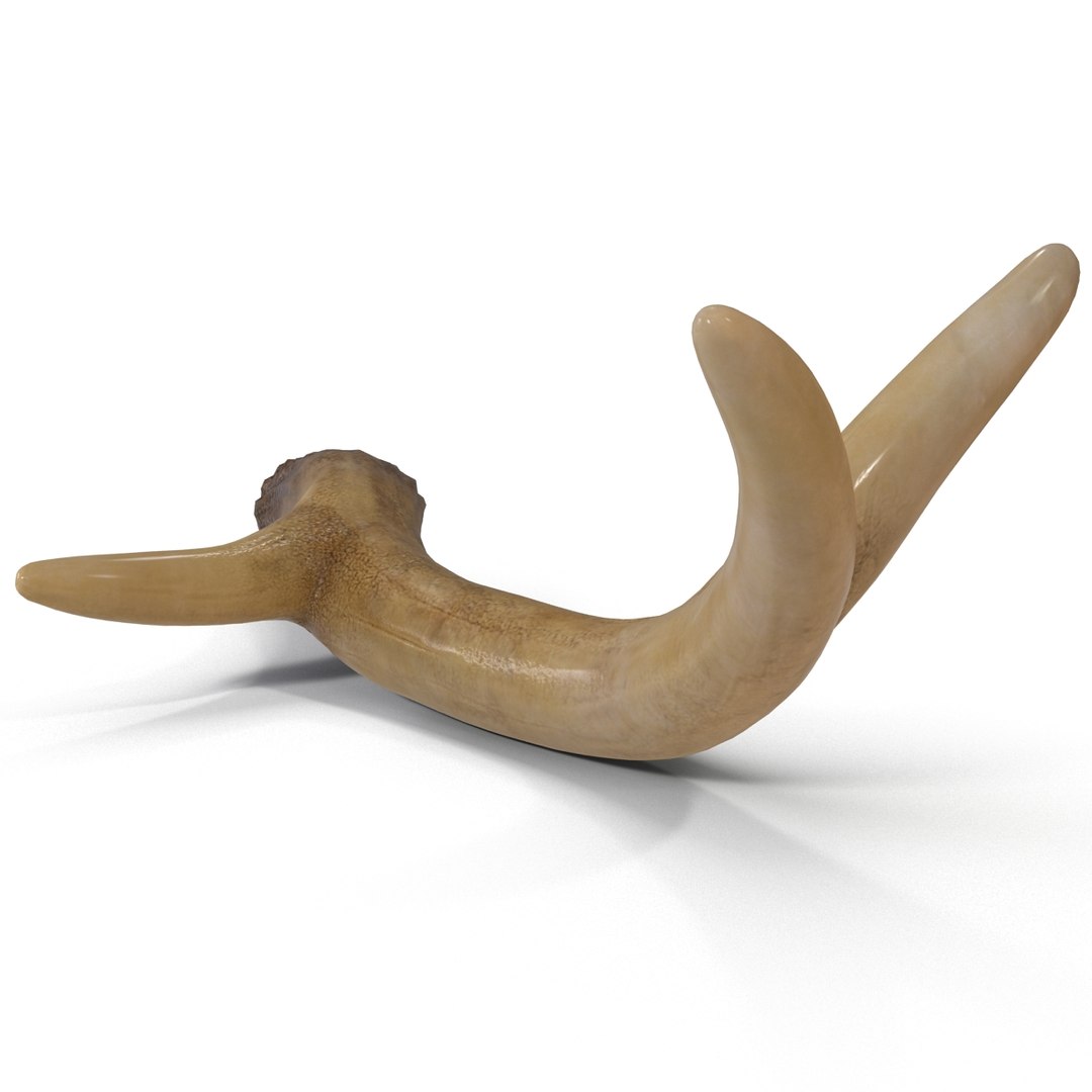 deer antler 3d x https://p.turbosquid.com/ts-thumb/2s/OJoMyp/5iEzpqpn/deerantler_8/jpg/1387297677/1920x1080/fit_q87/6167430aba325c266a36bbdbae3e851e2cb09e5c/deerantler_8.jpg
