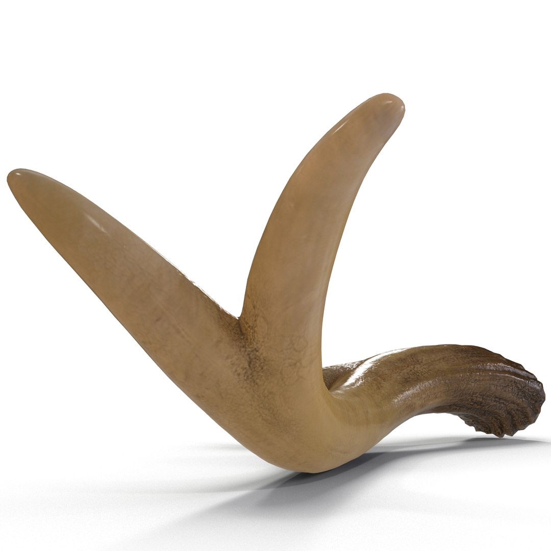 deer antler 3d x https://p.turbosquid.com/ts-thumb/2s/OJoMyp/7IUkq32O/deerantler_17/jpg/1387297697/1920x1080/fit_q87/792f62113f1a6c706b0e4148f40a1b51fcc86d11/deerantler_17.jpg