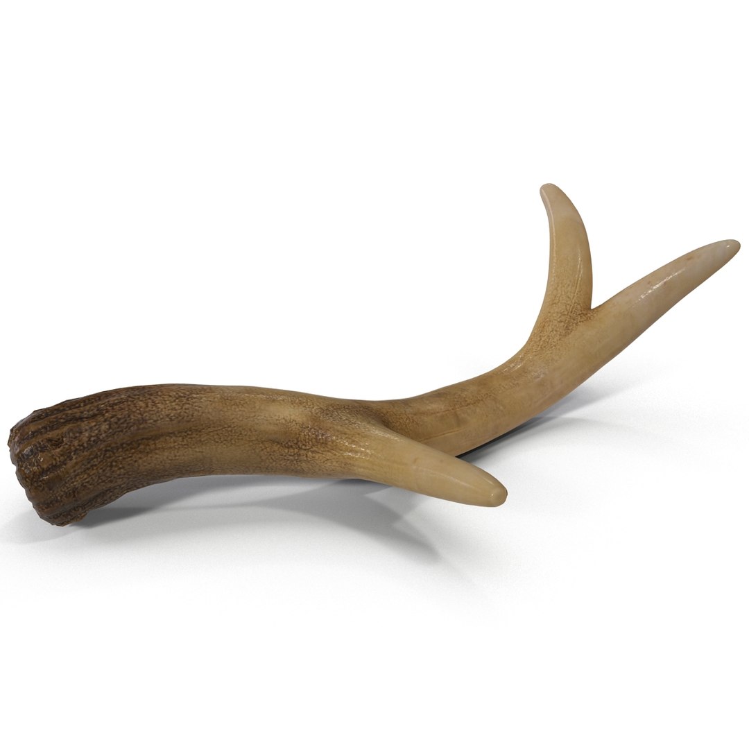 deer antler 3d x https://p.turbosquid.com/ts-thumb/2s/OJoMyp/9Sw8wFIK/deerantler_7/jpg/1387297664/1920x1080/fit_q87/3d06df103464f94b0386afe45d66bd59d14bdc95/deerantler_7.jpg
