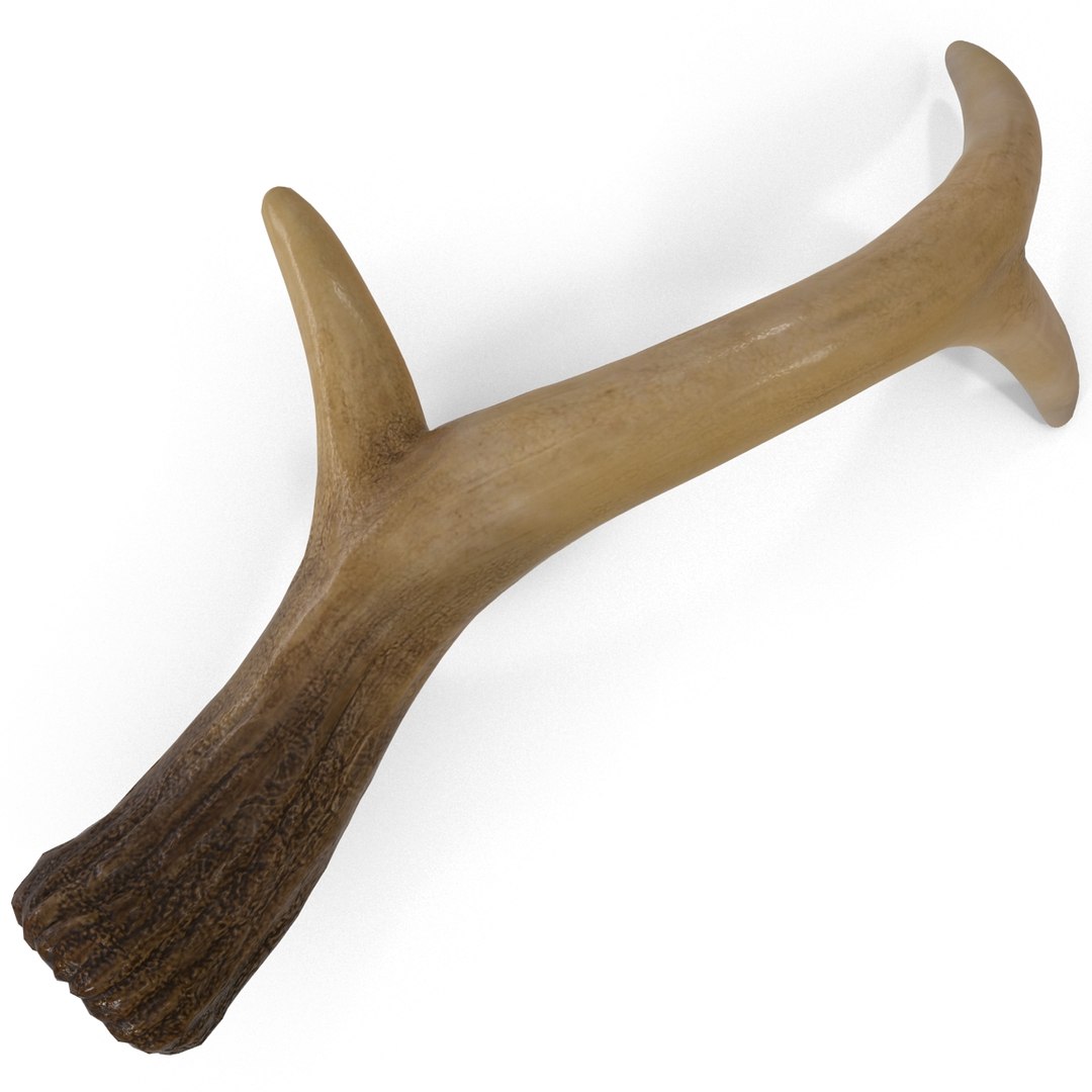deer antler 3d x https://p.turbosquid.com/ts-thumb/2s/OJoMyp/D3T3T07g/deerantler_12/jpg/1387297679/1920x1080/fit_q87/5ababbd1257f49666334628110bb48104ac9ecfb/deerantler_12.jpg