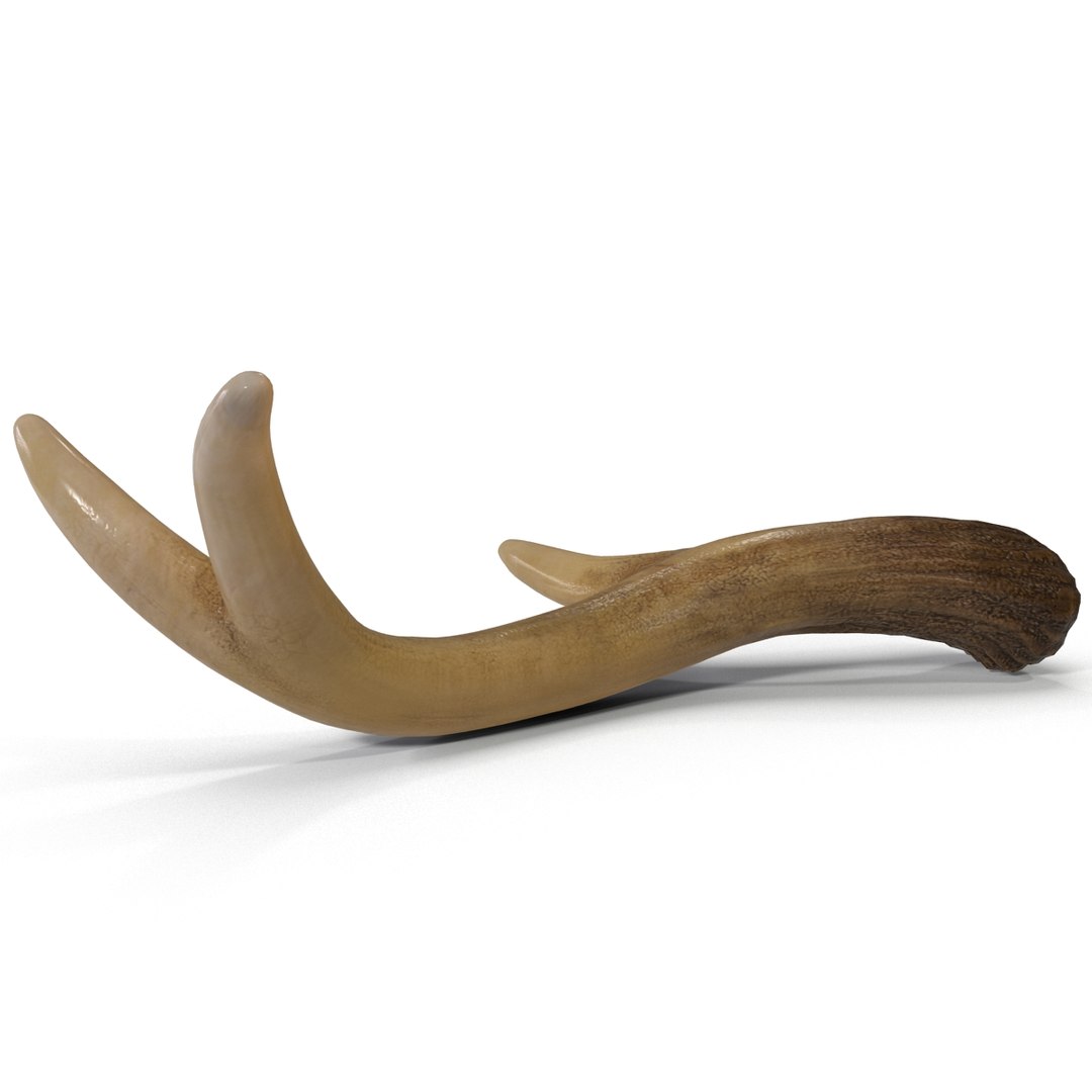 deer antler 3d x https://p.turbosquid.com/ts-thumb/2s/OJoMyp/ISdWBrmF/deerantler_9/jpg/1387297670/1920x1080/fit_q87/5b5d2241491ea27f6bea5d109f8ee31824edc470/deerantler_9.jpg