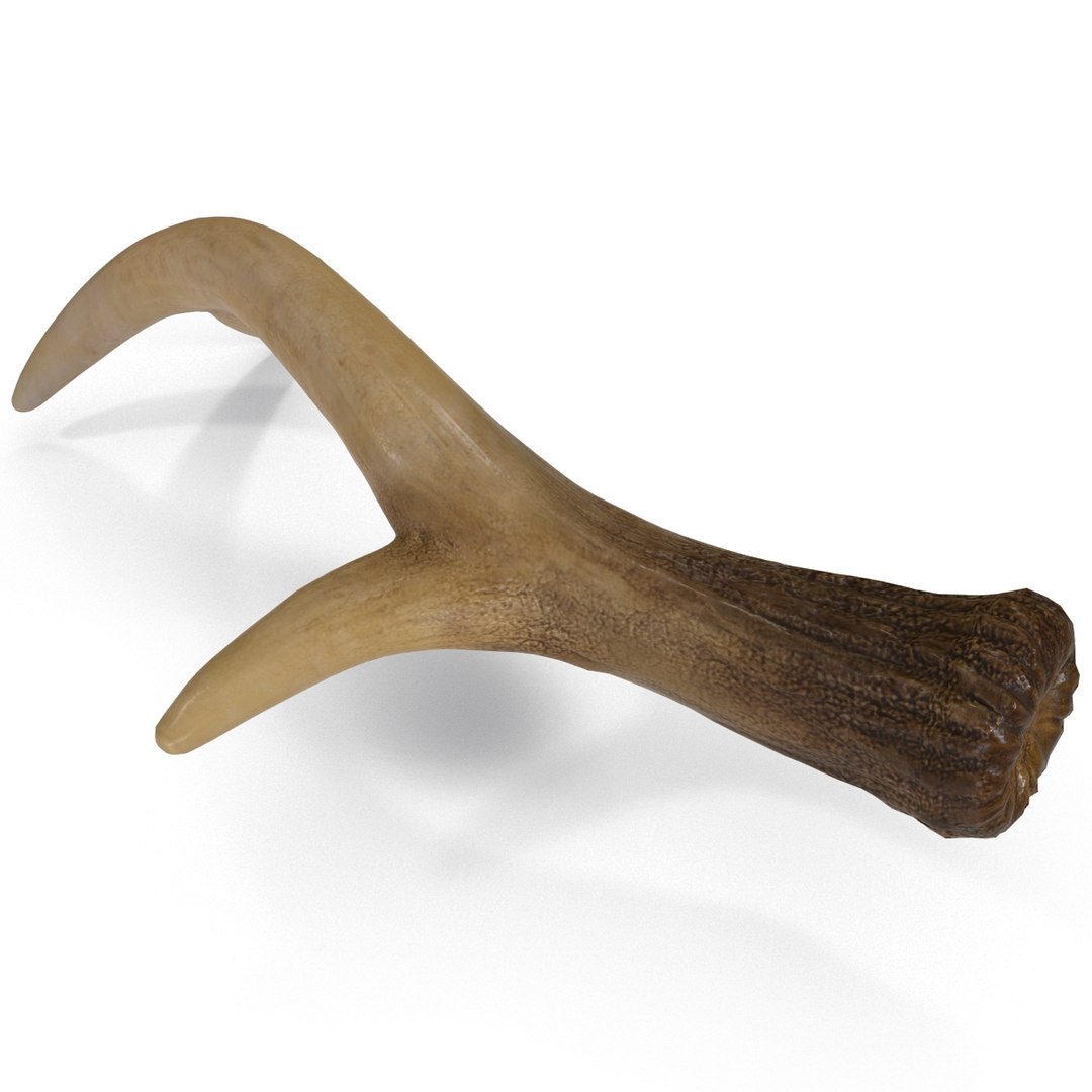 deer antler 3d x https://p.turbosquid.com/ts-thumb/2s/OJoMyp/NBES5XNi/deerantler_14/jpg/1387297686/1920x1080/fit_q87/593c180ef2fa6a775f9ef583f0d975fda441214b/deerantler_14.jpg
