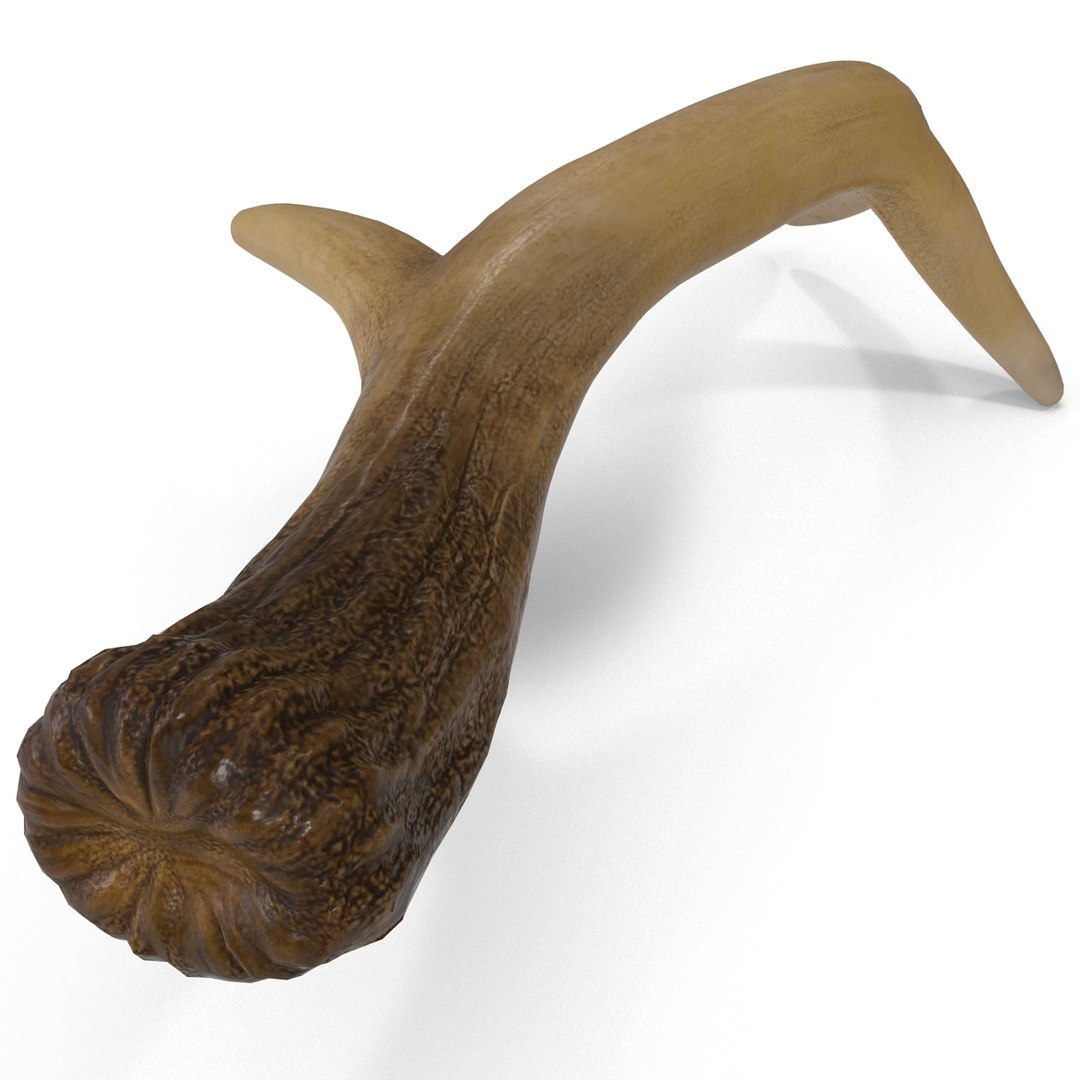 deer antler 3d x https://p.turbosquid.com/ts-thumb/2s/OJoMyp/V9RBxMXO/deerantler_13/jpg/1387297683/1920x1080/fit_q87/e21c3d06b81d377a730ee3fbbadc60827e6d3f43/deerantler_13.jpg