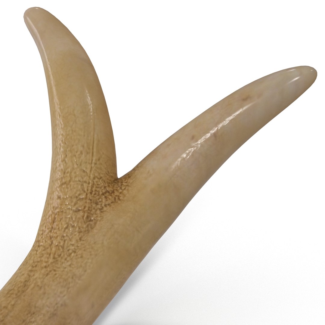 deer antler 3d x https://p.turbosquid.com/ts-thumb/2s/OJoMyp/hPqqRGl0/deerantler_19/jpg/1387297704/1920x1080/fit_q87/0f8f9d8b0c612ef14a5092917162f2974d6697d0/deerantler_19.jpg