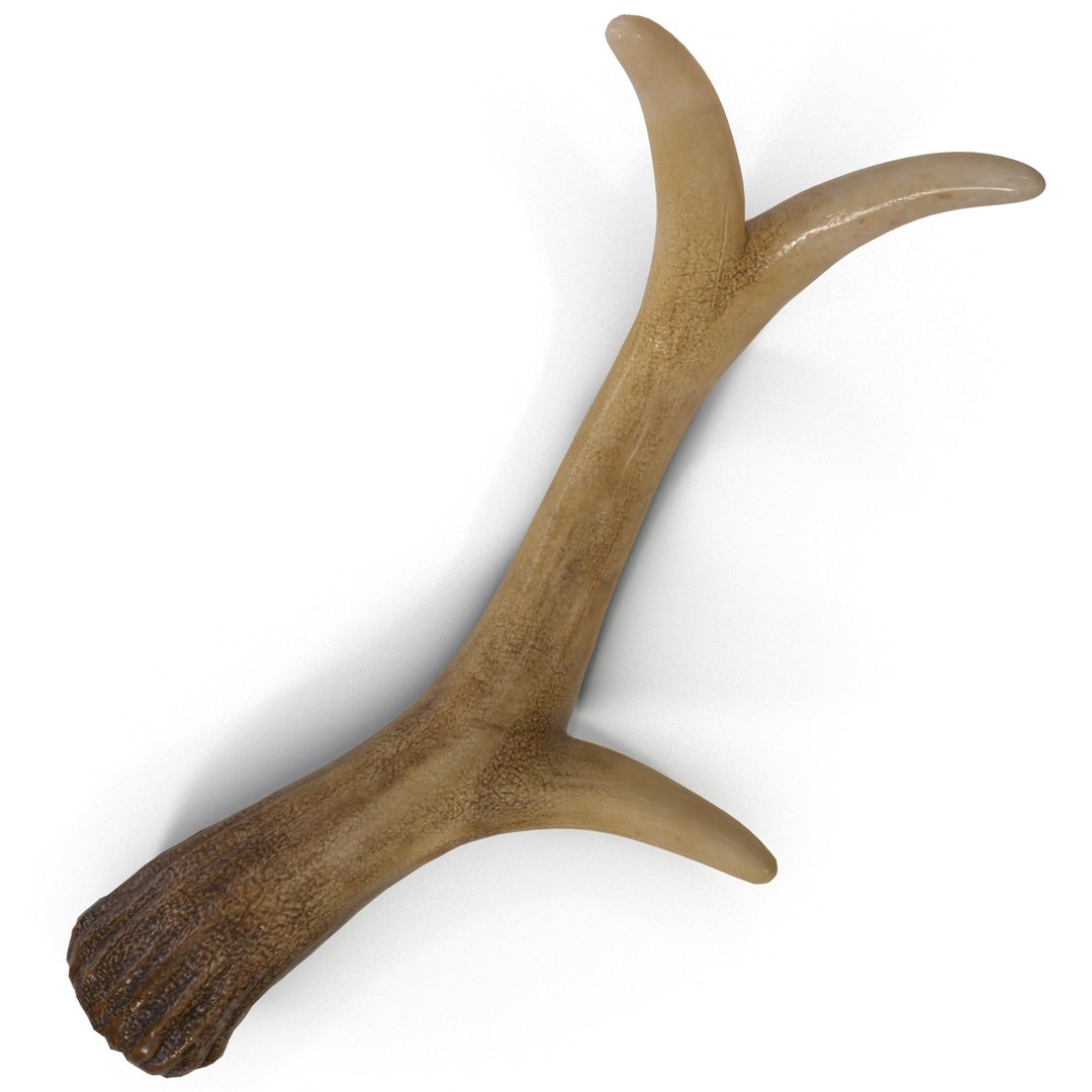 deer antler 3d x https://p.turbosquid.com/ts-thumb/2s/OJoMyp/tiyODYaB/deerantler_11/jpg/1387297687/1920x1080/fit_q87/c2581ea34c346f346ab97dfc4a9d087bba6480cc/deerantler_11.jpg