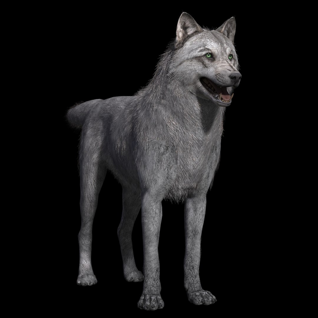 Free 3D Grey Wolf Rig - TurboSquid 1390070