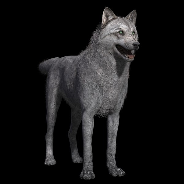 Free 3D grey wolf rig - TurboSquid 1390070