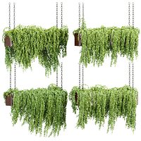 Indoor Hanging Plants 498