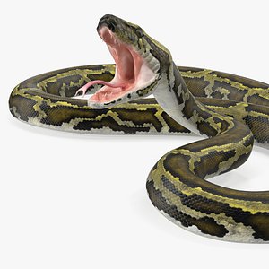 Green Python Snake Attack Pose 3D Model