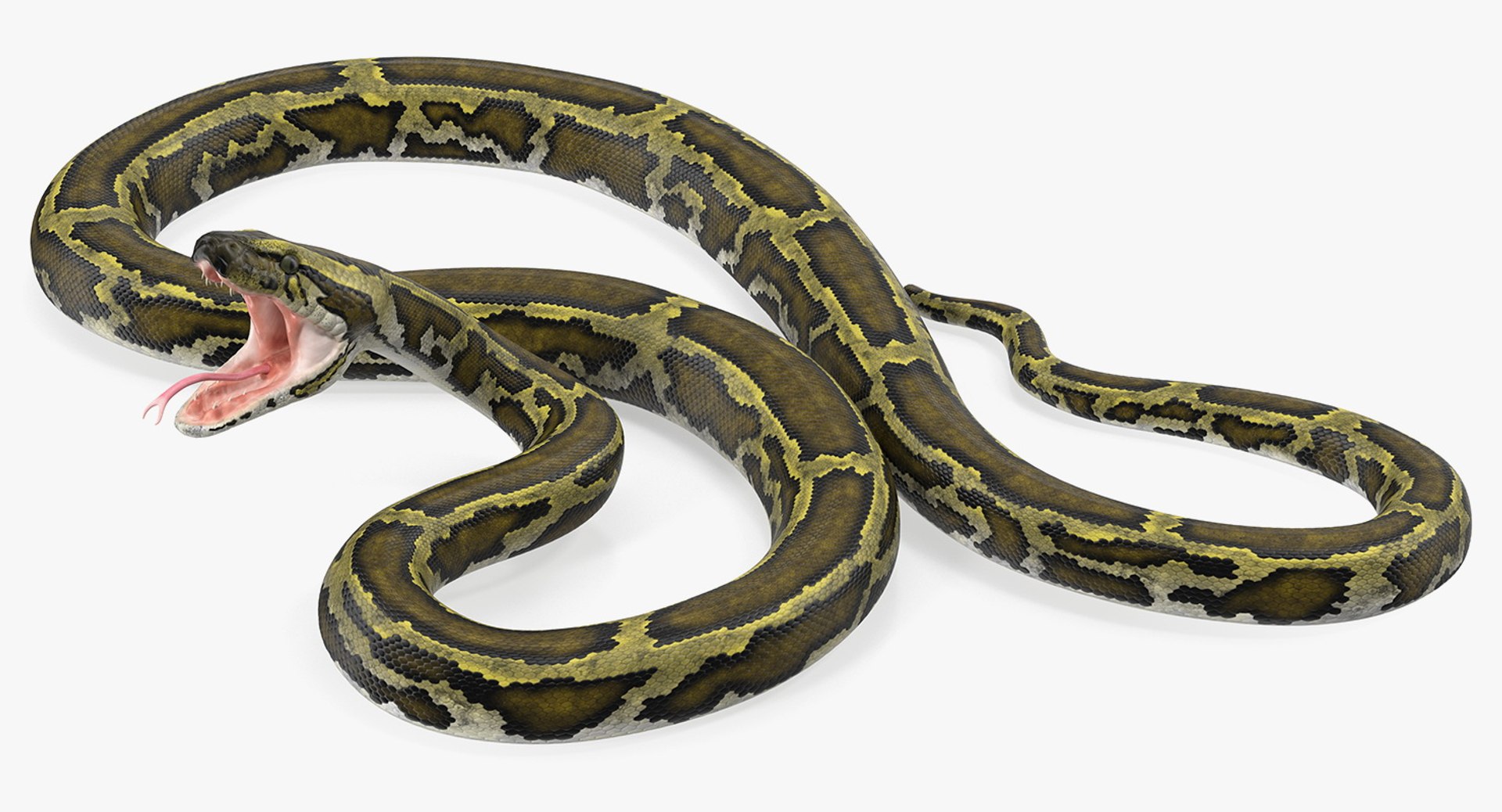 green python snake attack 3D model https://p.turbosquid.com/ts-thumb/2s/ky5Wh7/oFrsXOW9/greenpythonsnakeattackpose3dsmodel004/jpg/1558816867/1920x1080/fit_q87/aa7d830902e7e5aae7a69a40beab63a761fe5806/greenpythonsnakeattackpose3dsmodel004.jpg