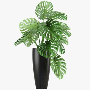 monstera 3D model