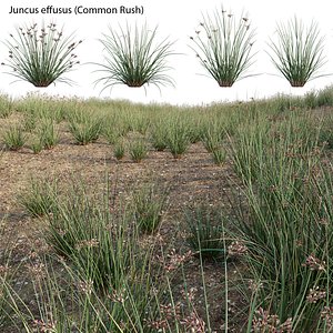 Juncus effusus - Common Rush