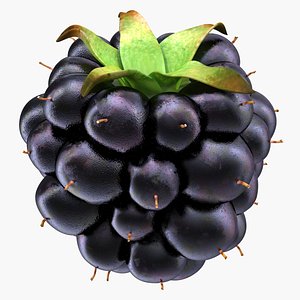 blackberry edible fruit 3D model