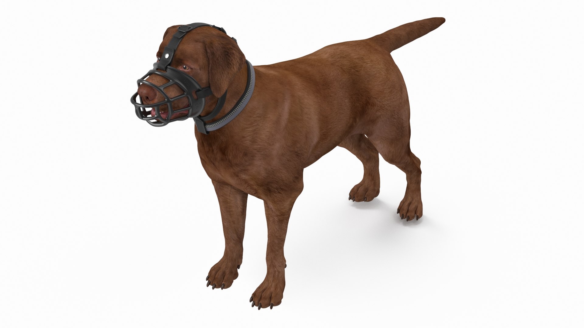 Brown Labrador Wearing Muzzle 3D model preview