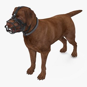 Brown Labrador Wearing Muzzle 3D model
