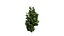Arbre à citron myrte en 3D très détaillé