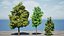 Arbre à citron myrte en 3D très détaillé