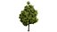 Arbre à citron myrte en 3D très détaillé