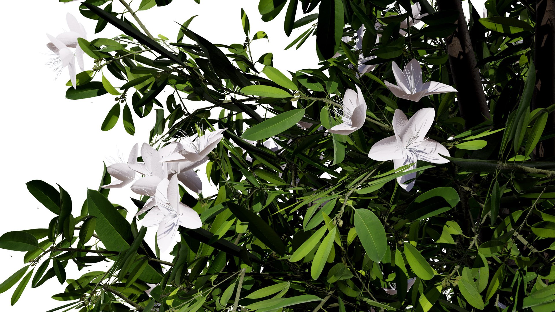 High-Detail Lemon Myrtle Tree 3D Asset 3D model https://p.turbosquid.com/ts-thumb/2t/DpMYf5/b2/2z1l/jpg/1739735105/1920x1080/fit_q87/1b1fa4b2bb9ec70894dcf6a801d65b072a8b1741/2z1l.jpg