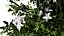 Arbre à citron myrte en 3D très détaillé