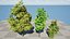 Arbre à citron myrte en 3D très détaillé