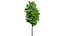 Arbre à citron myrte en 3D très détaillé