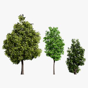 High-Detail Lemon Myrtle Tree 3D Asset