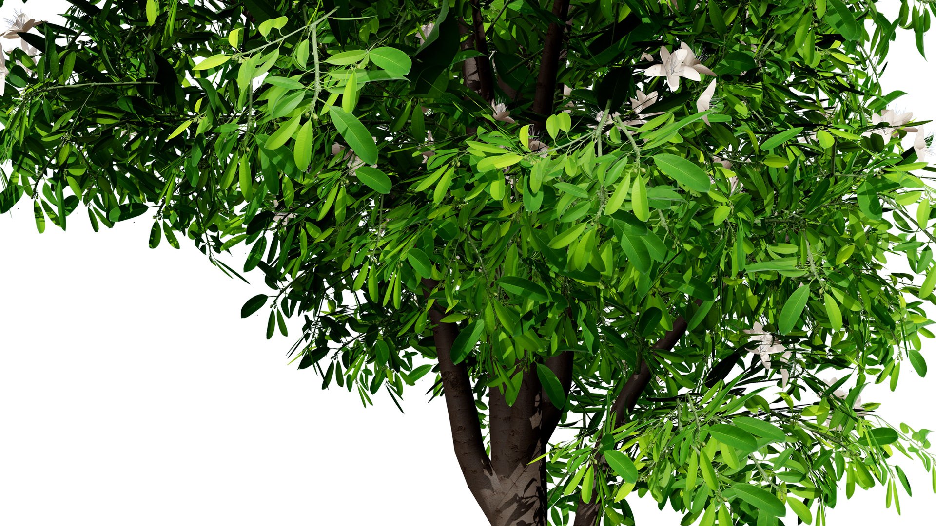 High-Detail Lemon Myrtle Tree 3D Asset 3D model https://p.turbosquid.com/ts-thumb/2t/DpMYf5/sg/1z5l/jpg/1739735104/1920x1080/fit_q87/b140eee0cc70cbc7d4d3df66f75d466c7956509f/1z5l.jpg