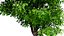 Arbre à citron myrte en 3D très détaillé