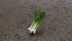 Scallion