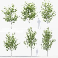 Fraxinus excelsior Common ash
