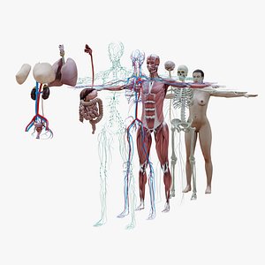 Female Anatomy complete
