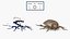 3D model Insect Water Beetle Beige Rigged