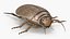 3D model Insect Water Beetle Beige Rigged