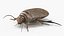 3D model Insect Water Beetle Beige Rigged
