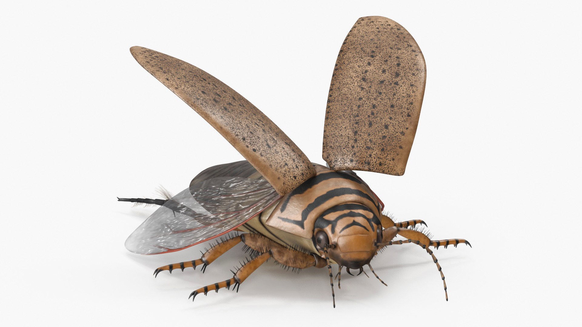 3D model Insect Water Beetle Beige Rigged https://p.turbosquid.com/ts-thumb/2t/PYQK4g/Uj/insectwaterbeetlebeigeriggedmb3dmodel002/jpg/1720062704/1920x1080/fit_q87/97826e3c07a9e4a7c41aeaf41c352d0fae939bfd/insectwaterbeetlebeigeriggedmb3dmodel002.jpg