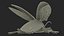 3D model Insect Water Beetle Beige Rigged