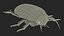 3D model Insect Water Beetle Beige Rigged