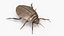 3D model Insect Water Beetle Beige Rigged