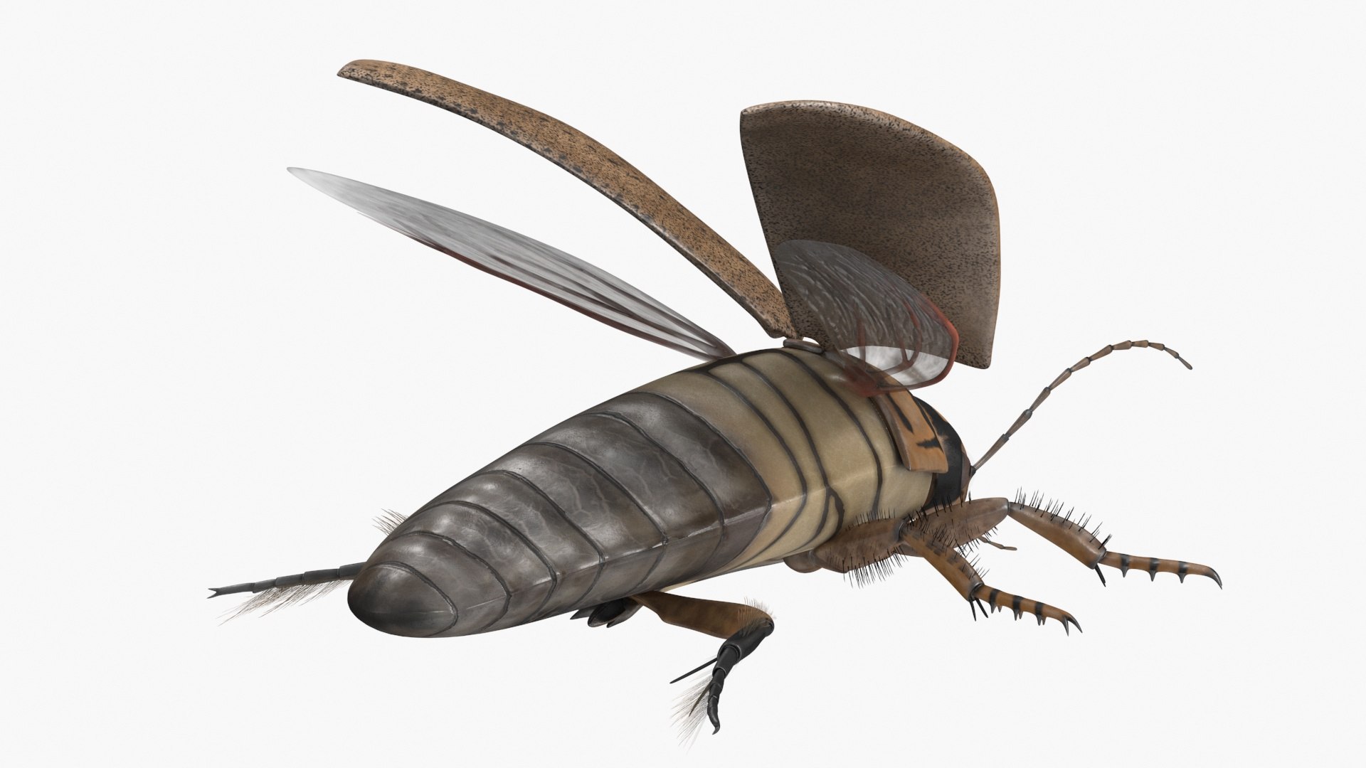 3D Model Insect Water Beetle Beige Rigged - TurboSquid 2250653