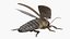 3D model Insect Water Beetle Beige Rigged