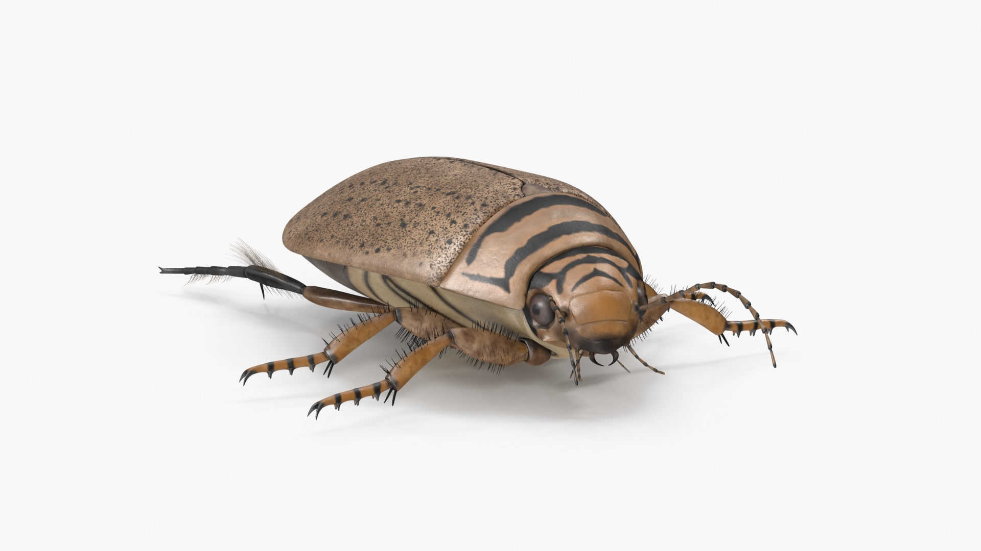 3D Model Insect Water Beetle Beige Rigged - TurboSquid 2250653