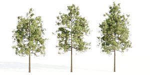 3D pine trees collection vol 51-Blender model