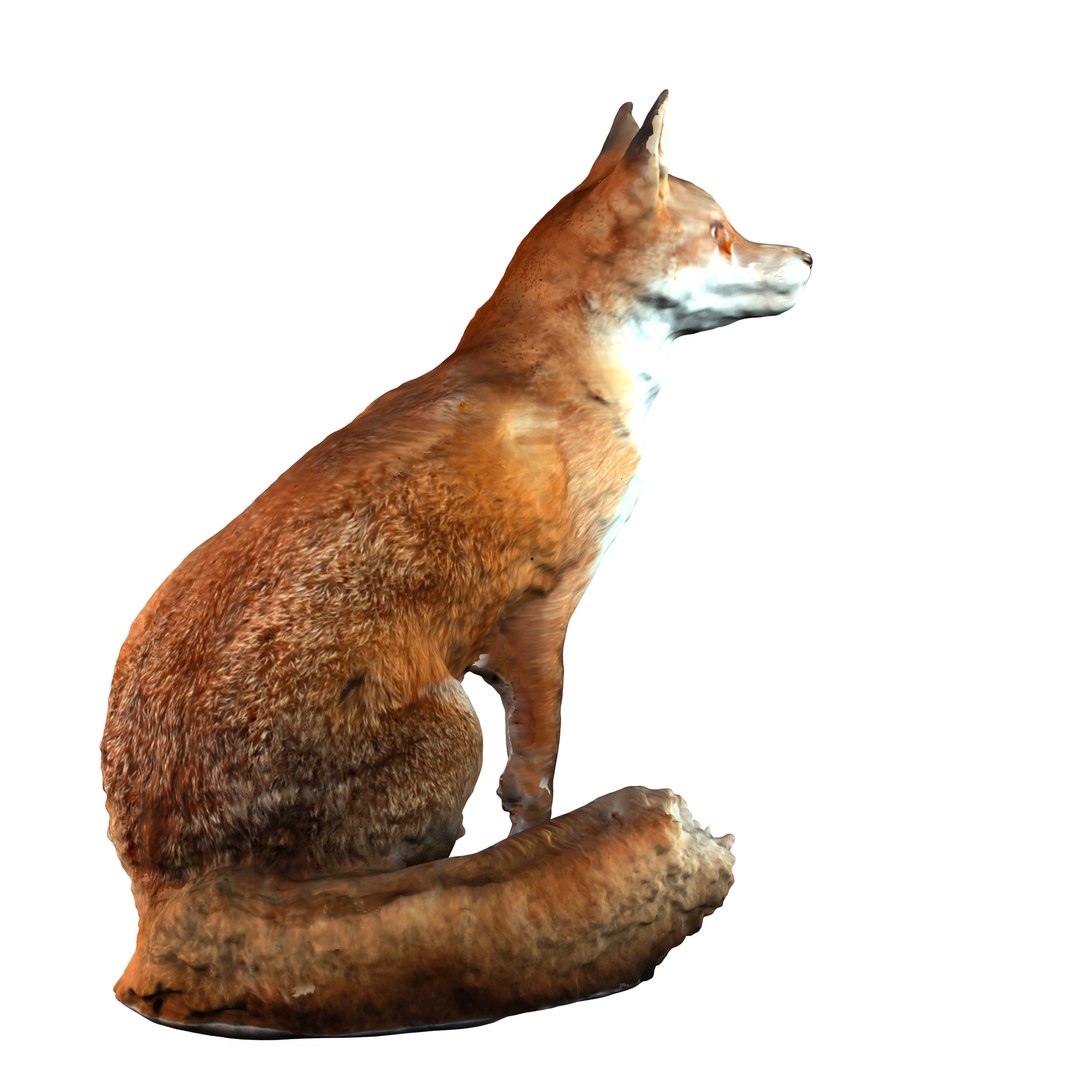 fox max https://p.turbosquid.com/ts-thumb/2t/X1Ar27/lNZyPd1n/render3/jpg/1371562868/1920x1080/fit_q87/546ded4e341e82f23279e88b3ffafebfe921c16e/render3.jpg