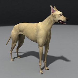 dog greyhound 3d model