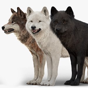 3D Wolf Pack Rig XGEN-CORE