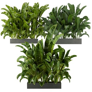 Collection plant vol 322 - indoor - banana - leaf - blender - 3dmax - cinema 4d model