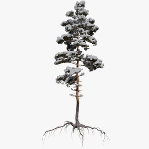 3D winter pine tree 8