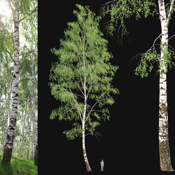 3D model Birch forest part 03